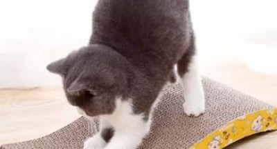 Bàn cào móng cho mèo - Hoàng Hải Phương