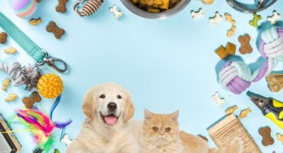 kẹp và nơ dành cho chó mèo-dang trung kien