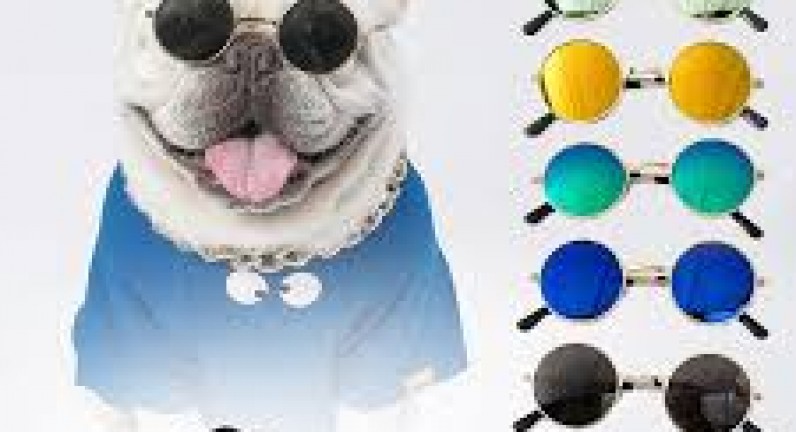 mắt kính thời trang dành cho chó mèo-dang trung kien