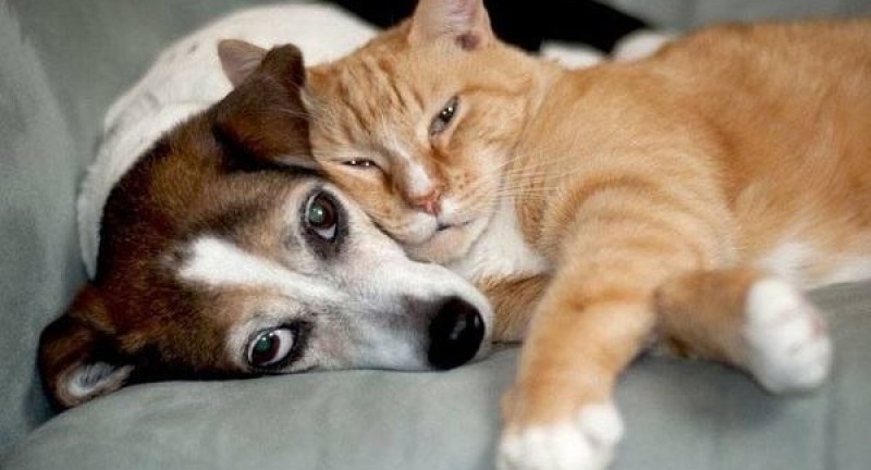 Sản phẩm dành cho chó mèo-dang trung kien